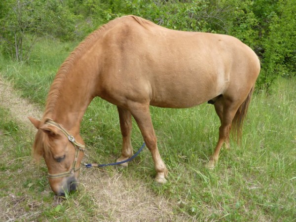 Kůň 