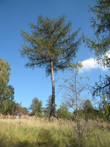 Osamělý strom 